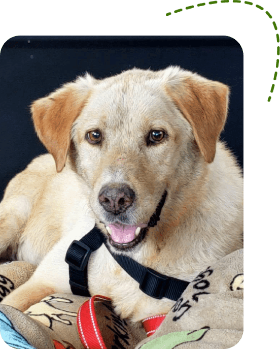 Smiling dog with harness on colorful blanket.