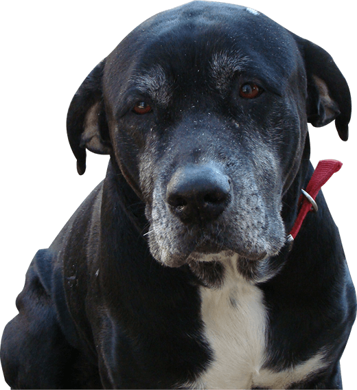 Black and white dog with red collar.