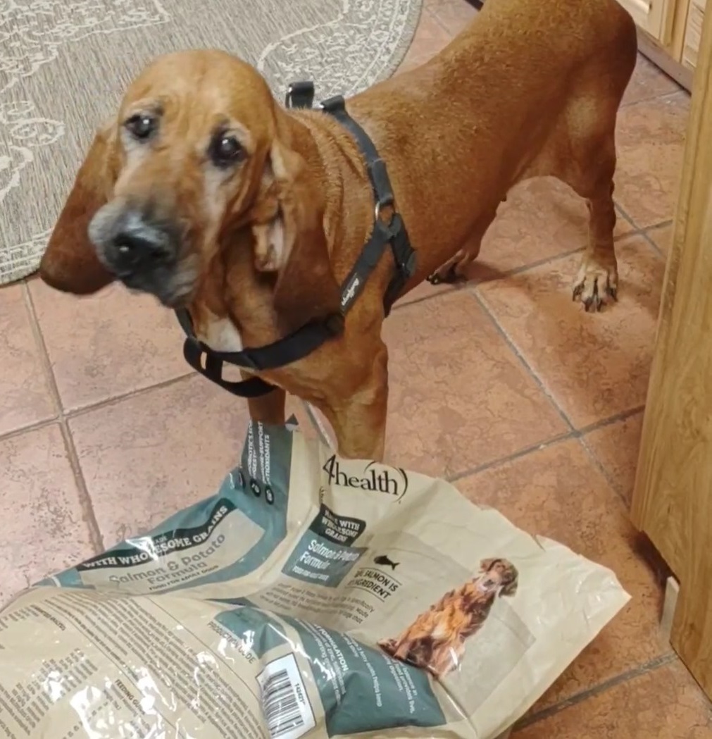 Chicken with dog food bag cropped